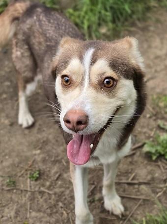 Maya