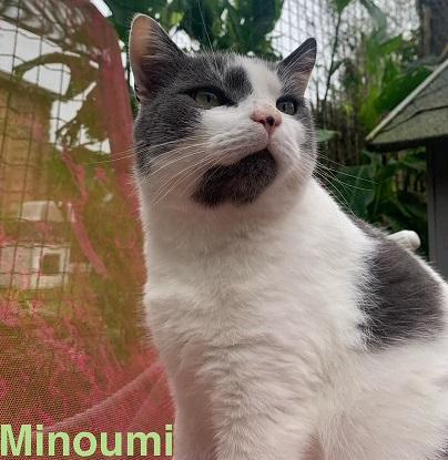 Minoumi