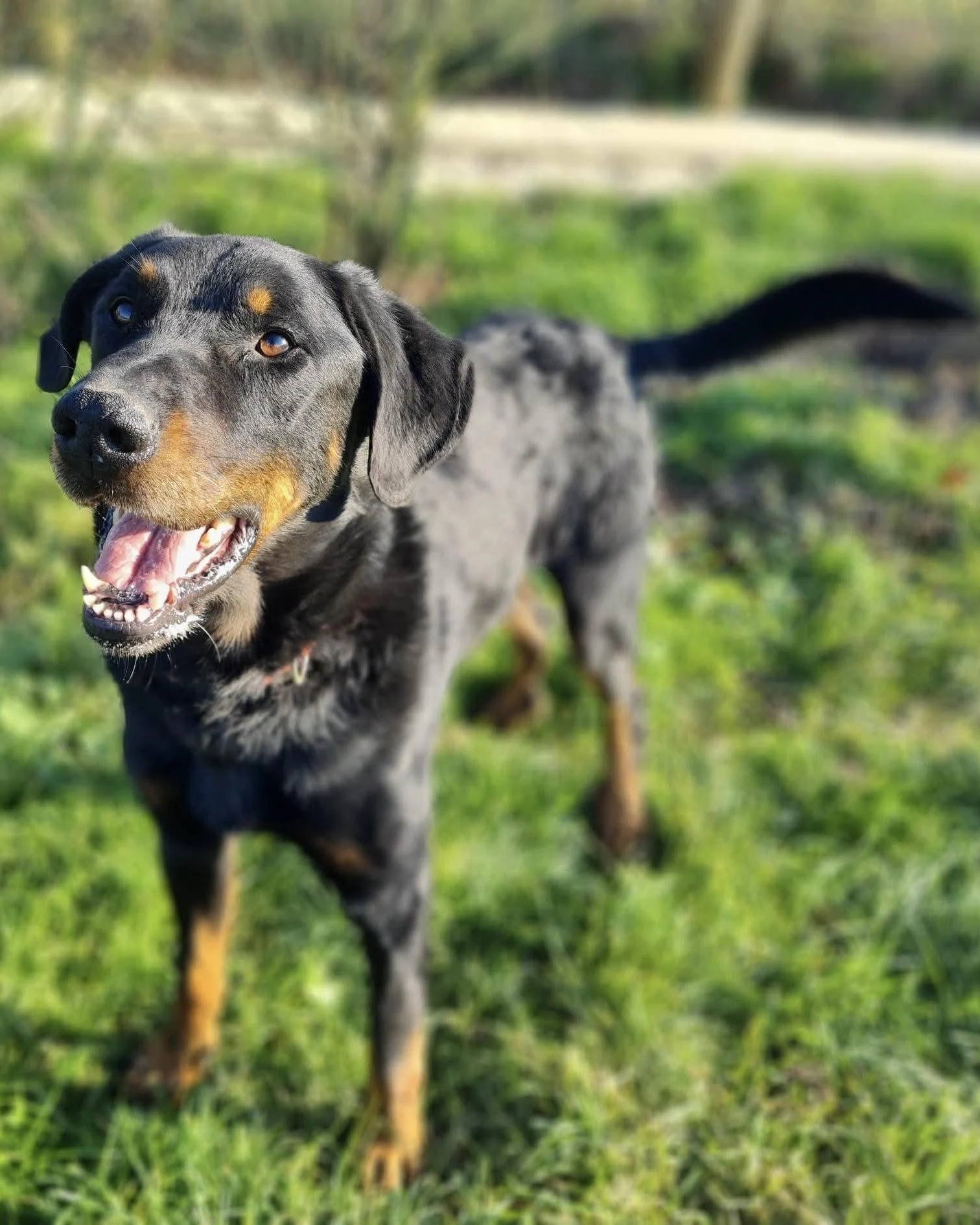 Neron