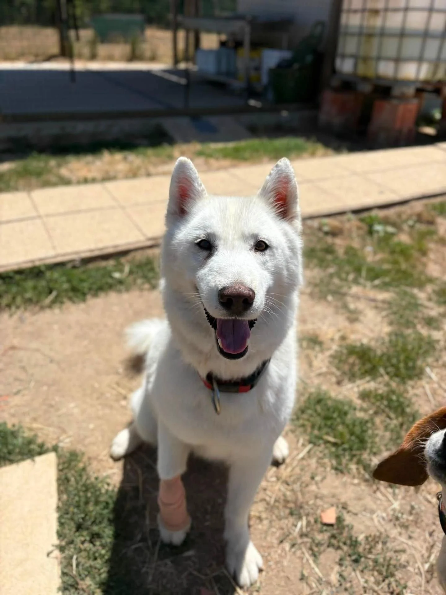 Pongo